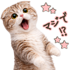 Scottish Fold Quick Replies