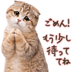 Scottish Fold Family Messages