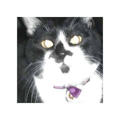 meyko_20251228222708