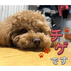 nattu_20251229084030