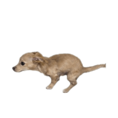 ponpon_20251228231618