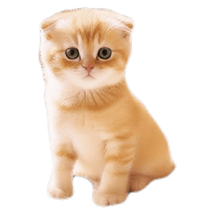 Cats Speak for You Vol.2