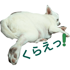 Shiro_20251227193131