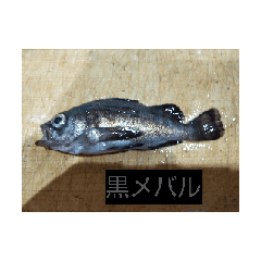 tabuchihiroaki_20251229105815