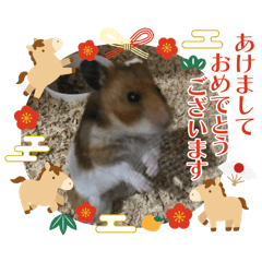 kotyo_20251228104506