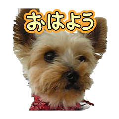 yo-ki-nocookie/everyday conversation