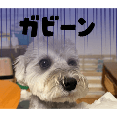 uni tuna_20251229093536