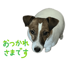 Pochi_20251229093504