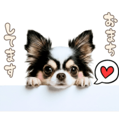 Pii, a black and white chihuahua 1