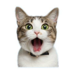 koo.5_20251229130419