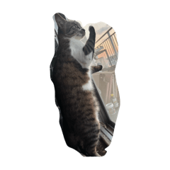 RARUN_20251229130851