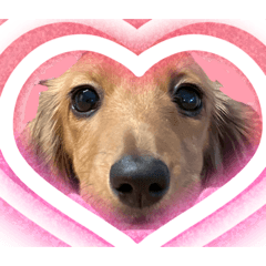 usagi_20251229130757