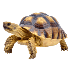 A Laid-Back Tortoise's Daily Life