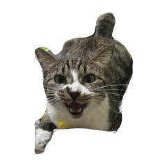 RARUN_20251229123424