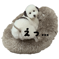 HamHam_20251227210618