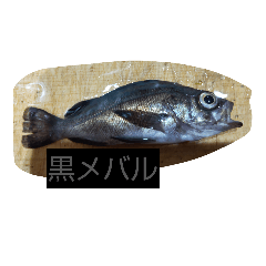 tabuchihiroaki_20251229091210