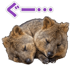 Happy Animal_Quokka Wallaby44