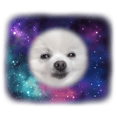 Pomeranian Runrun 2026