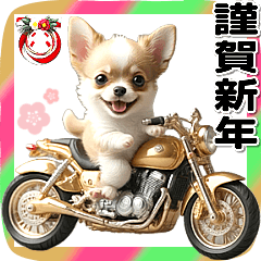 祝你好運和財富☆金色自行車吉娃娃