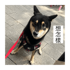 黒豆の言葉