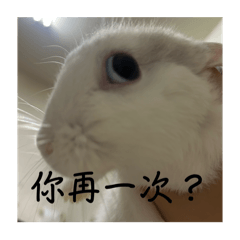 豆芽菜是隻兔子
