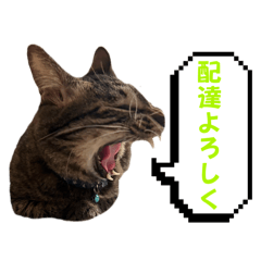 sugar_20251229153635