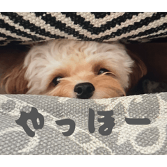 Yuinko_20251228095128