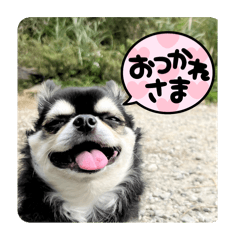 shonan-chihuahua_20251229160027