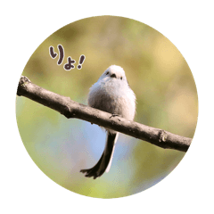longtailedtit_2025