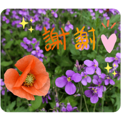 MiMeguri_20251228130614