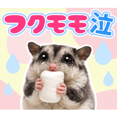 ぴえん！涙がとまらないフクロモモンガ