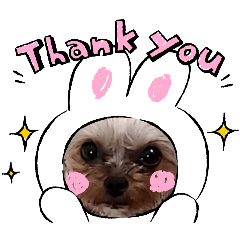 yorkie HINA_20251229143232