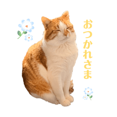 うちのねこはにゃも