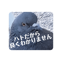 HATO_20251229173029