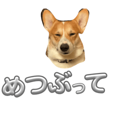 Corgi no nichijyo_20251229173744