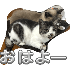 monta_20251229185723