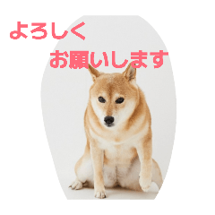 rimi4296_20251229212901