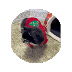 chieko_20251230015449