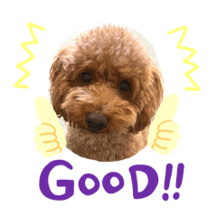 hachi_20251229200540