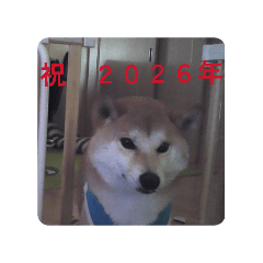 koto_20251229204437