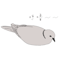 斑鳩日常—灰斑鳩是奶茶鳩