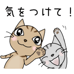 うちの茶トラのちょっとした気遣い