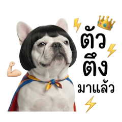 บูลด็อกผมบ็อบตัวตึง