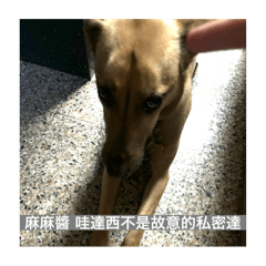 我有一隻叫黑糖的修勾