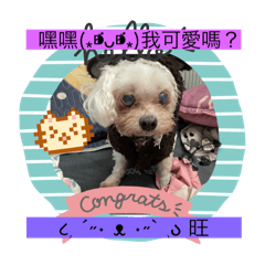 小狗旺旺(◐‿◑)﻿