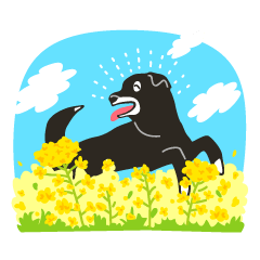 Black dog Duke