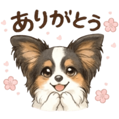 Sweet Papillon (Tri-color) Watercolor