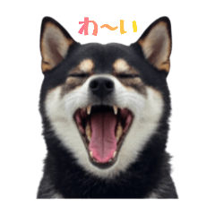 kuroshibayuzustamp