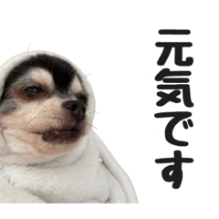 sorachi_20251229232628