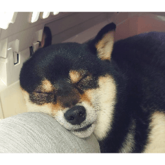 YoshiZoo_20251229210833